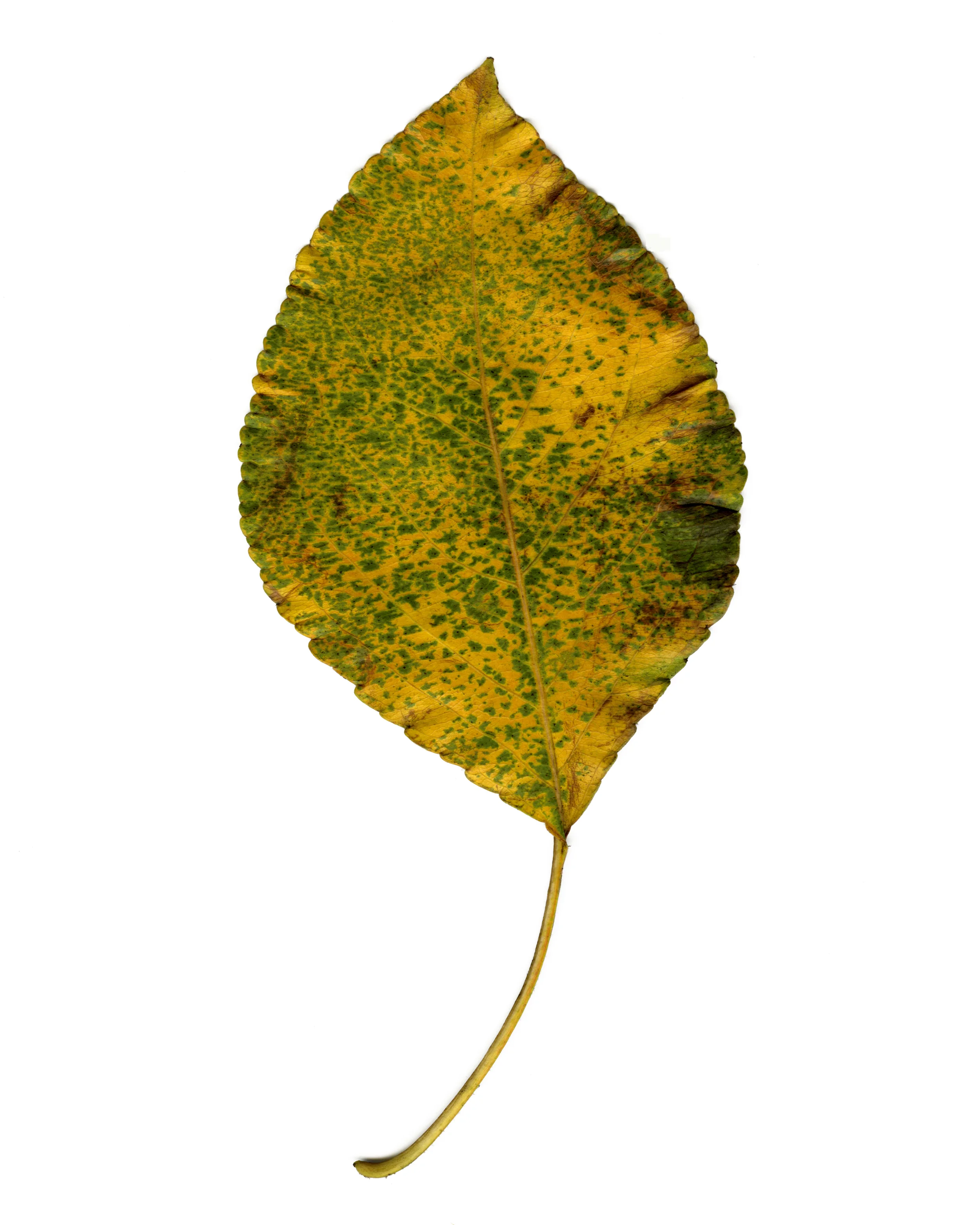 Photos of Leaves — MJD